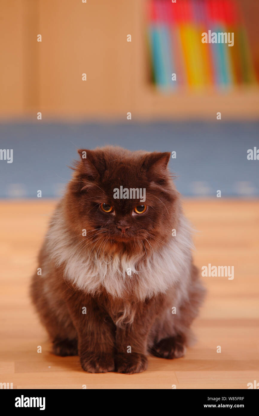 British Longhair Cat, chocolate coloured tomcat Stock Photo Alamy
