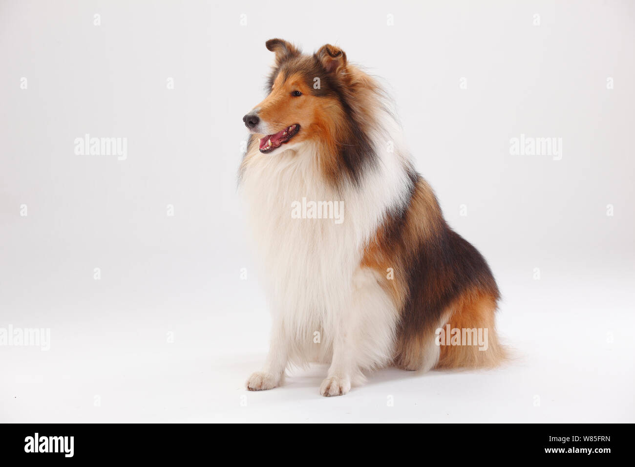 Rough Collie Sable white Male Portrait Against White Background Stock rough-collie-sable-white-male-portrait-against-white-background-stock