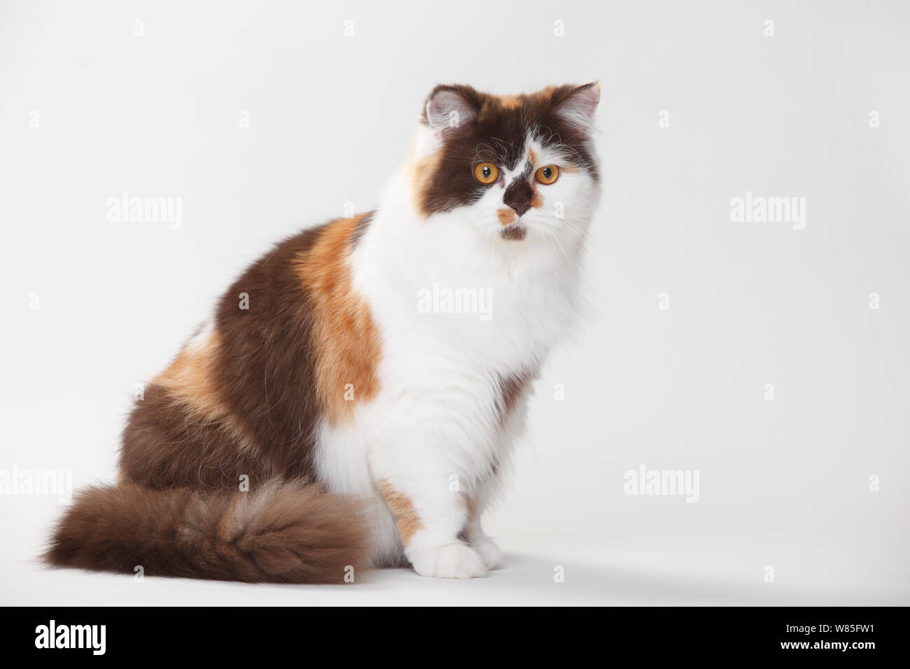 Chocolate Tortoiseshell And White Cat
