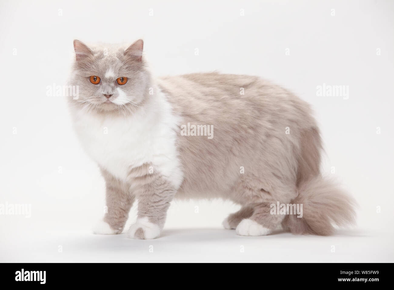 British Longhair Cat, lilacwhite (Highlander, Lowlander, Britanica