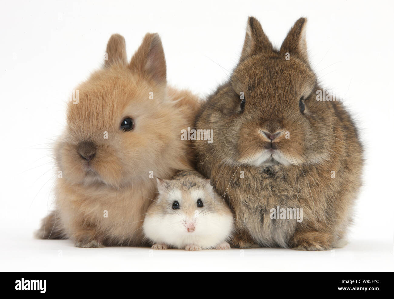 Roborovski Hamster (Phodopus roborovskii) with baby Netherland Dwarf rabbits. Stock Photo