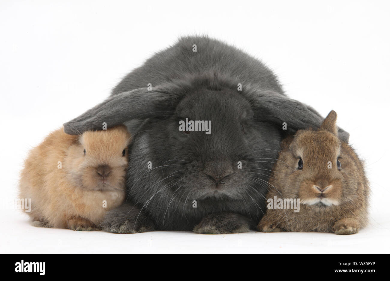 Blue lop rabbit and baby Netherland Dwarf bunnies. Stock Photo