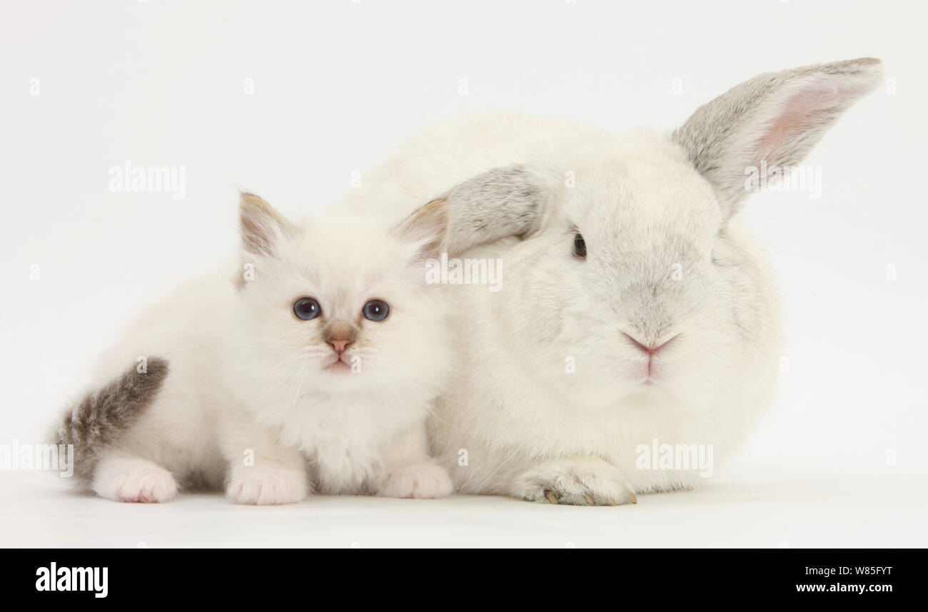 Colourpoint kitten and white rabbit Stock Photo - Alamy