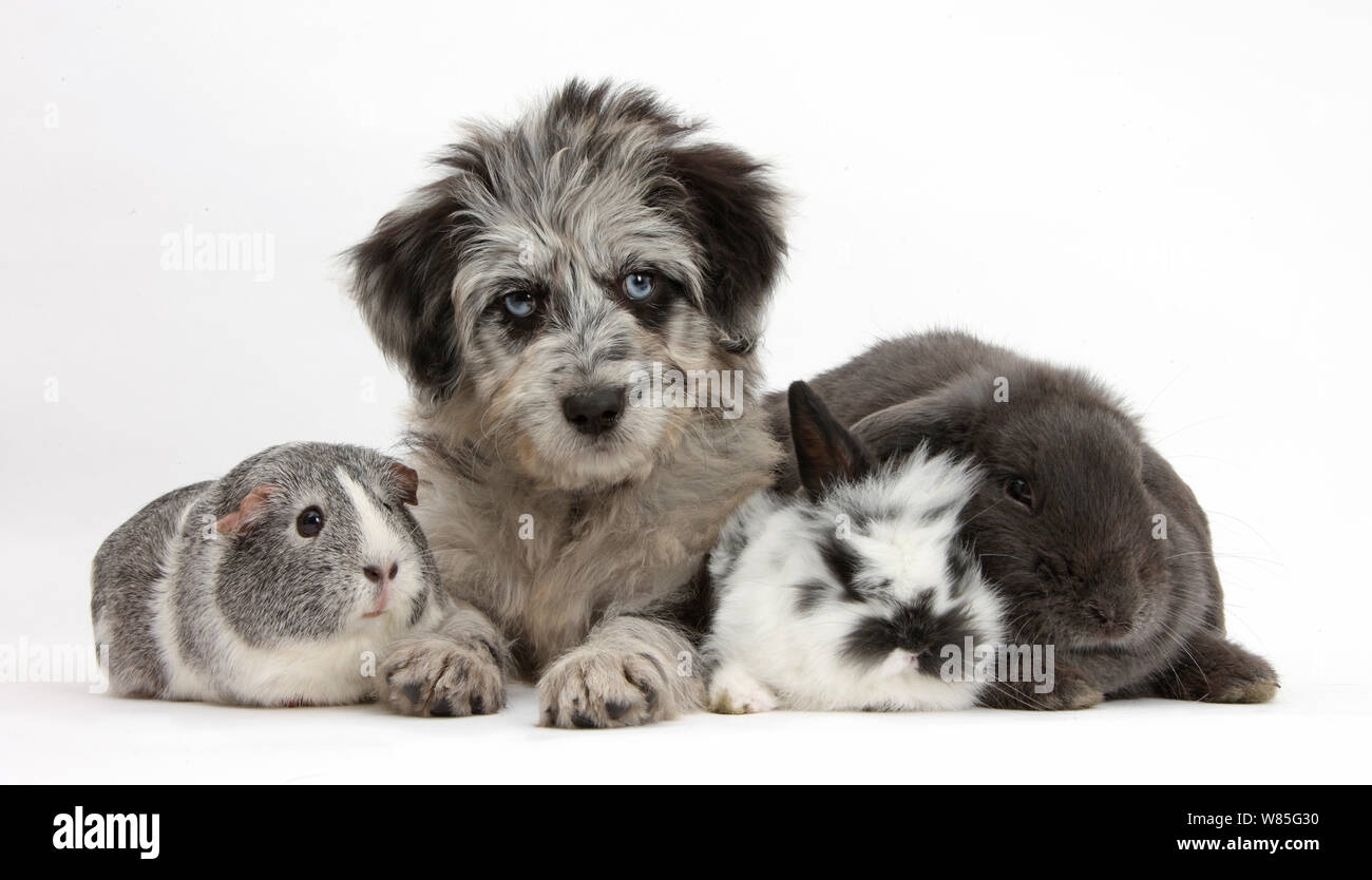Blue merle Collie and Poodle 'Cadoodle' puppy with silver and white guinea pig, black and white baby rabbit and blue Lop rabbit. Stock Photo
