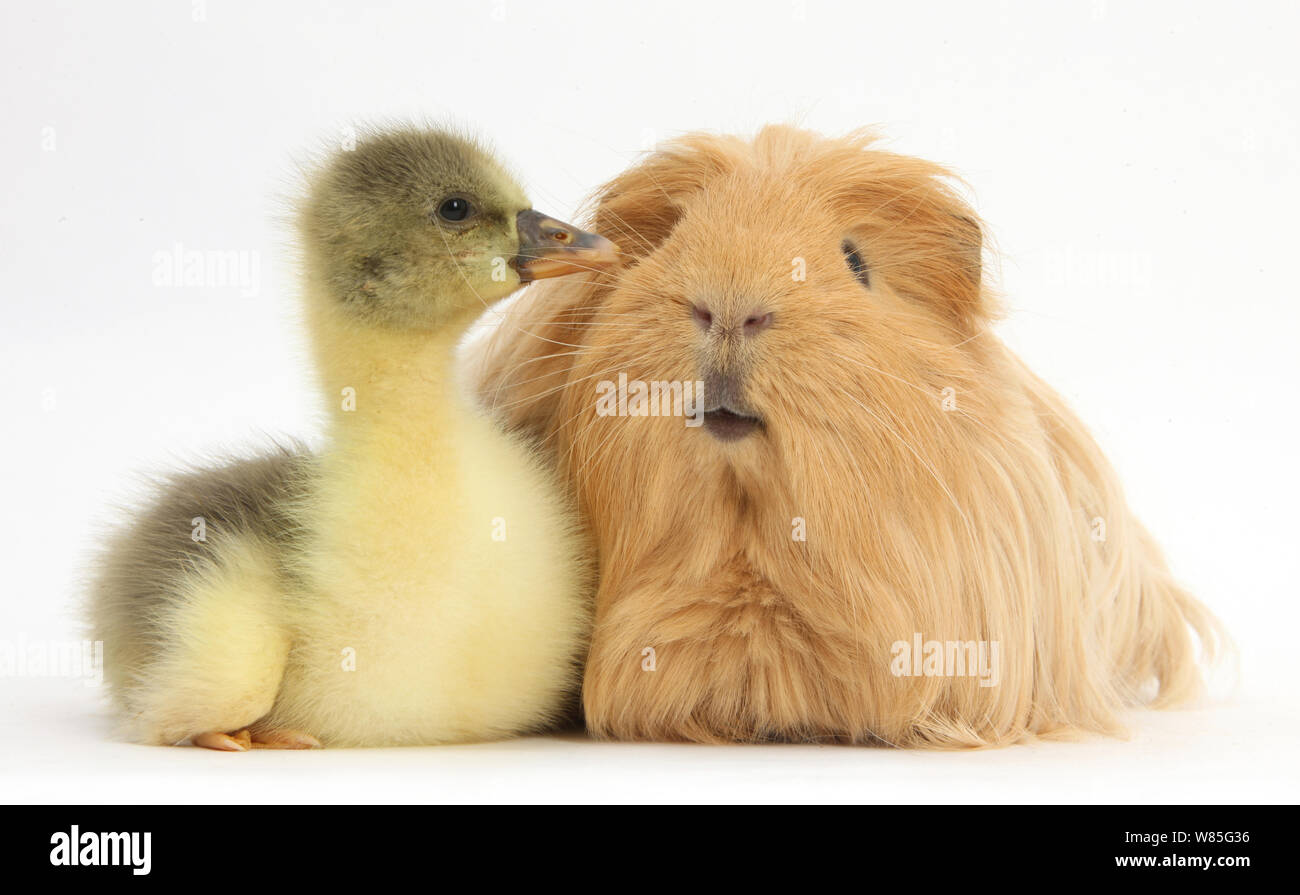 Gosling and long haired guinea pig. Stock Photo