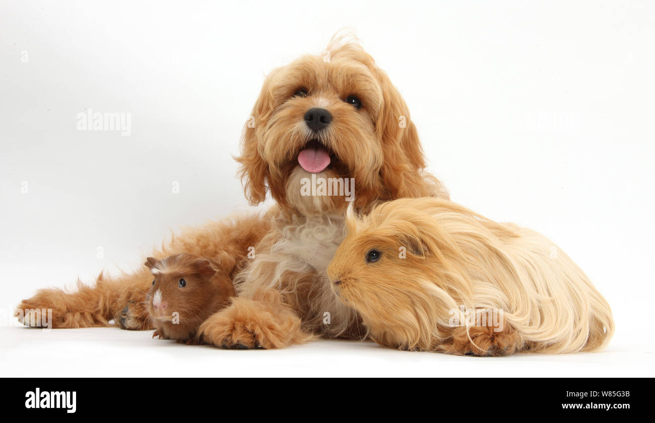 Cavalier King Charles Spaniel x Poodle 'Cavapoo' age 5 months, with ginger guinea pig. Stock Photo