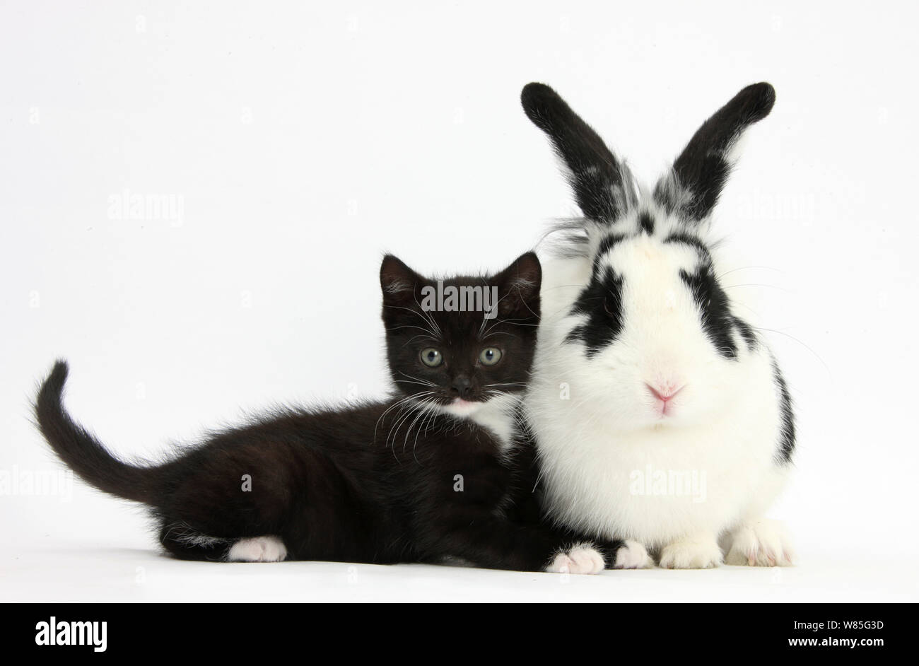 Black and white tuxedo kitten with black and white rabbit. Stock Photo