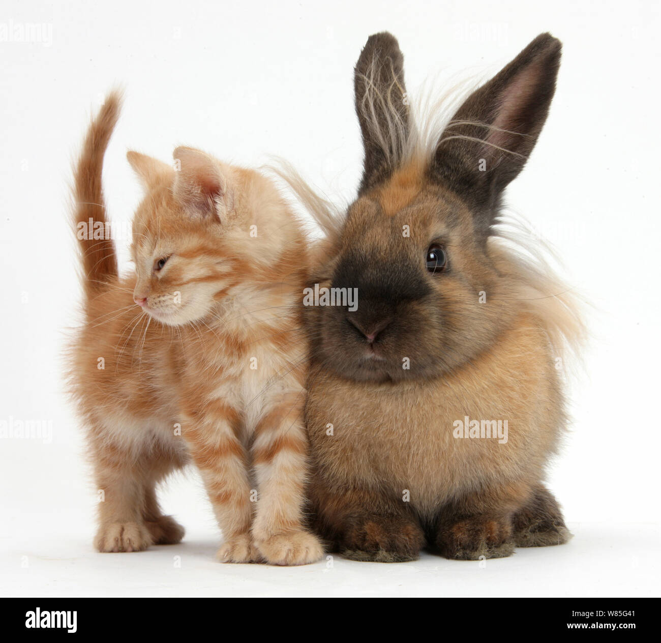 Ginger kitten and lionhead cross rabbit. Stock Photo
