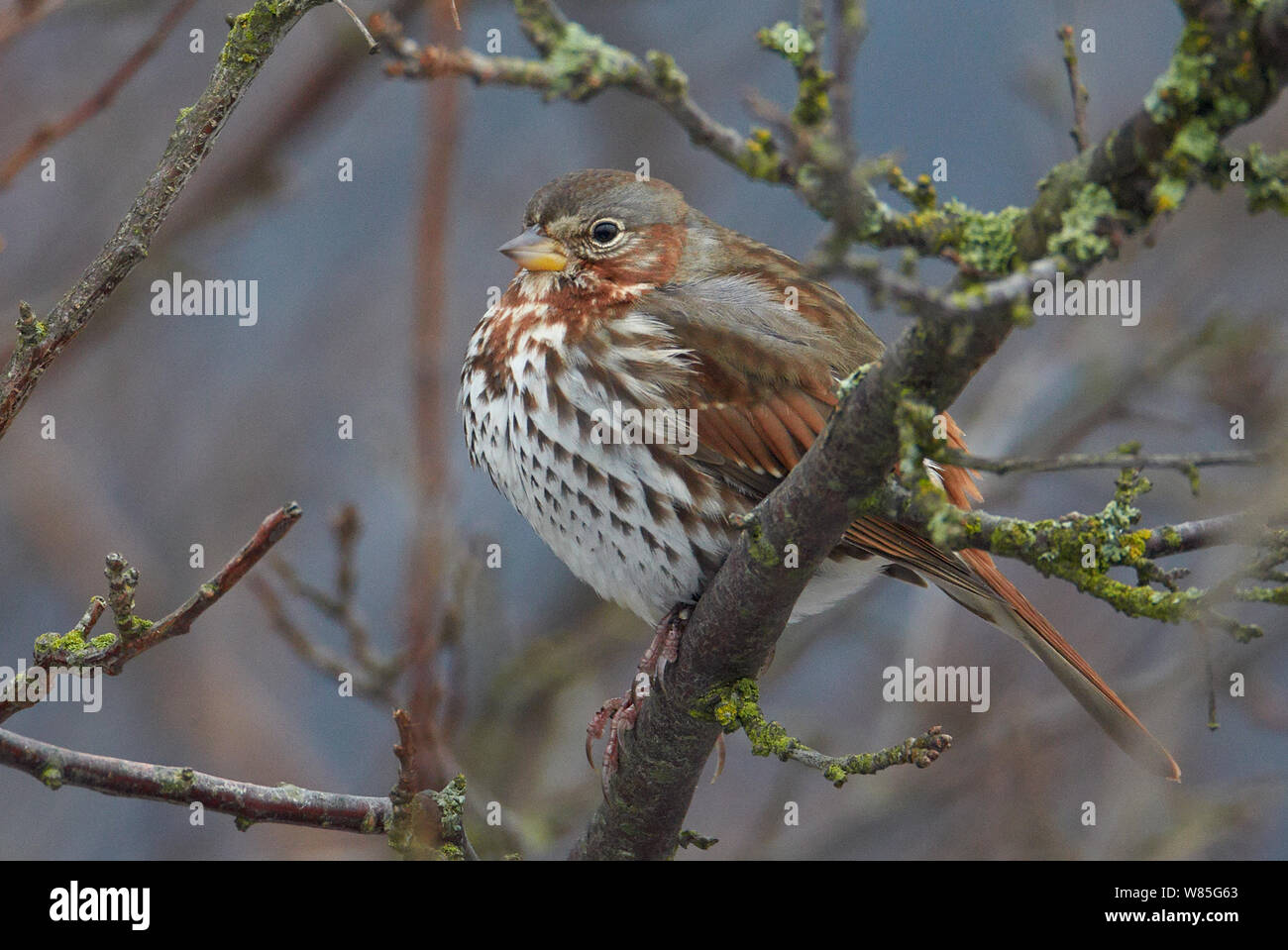 Fox Sparrow (Passerella iliaca) Uto, Finland, December Stock Photo