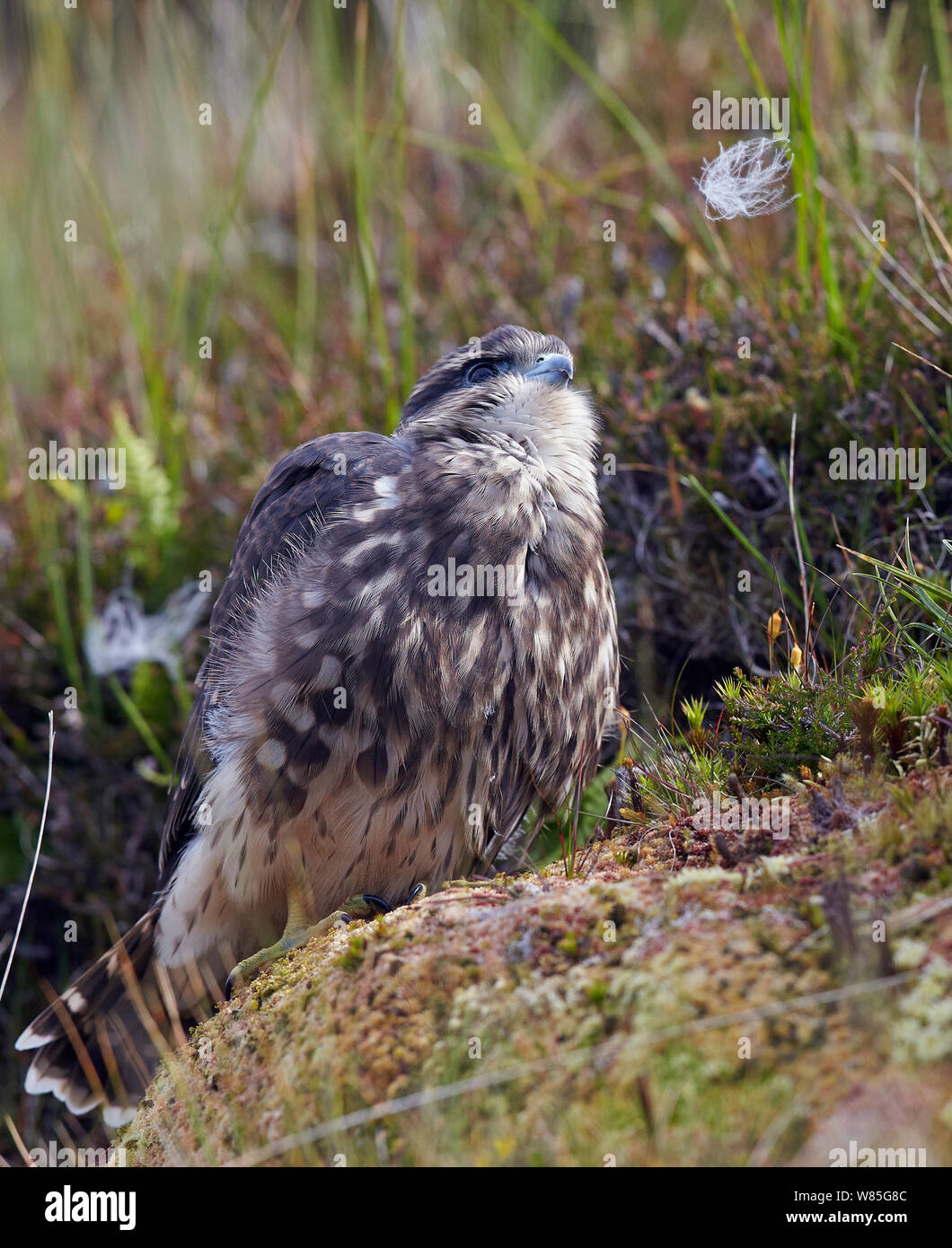 Merlin (Falco columbarius) juvenile, Shetland, Scotland, UK. July. Stock Photo