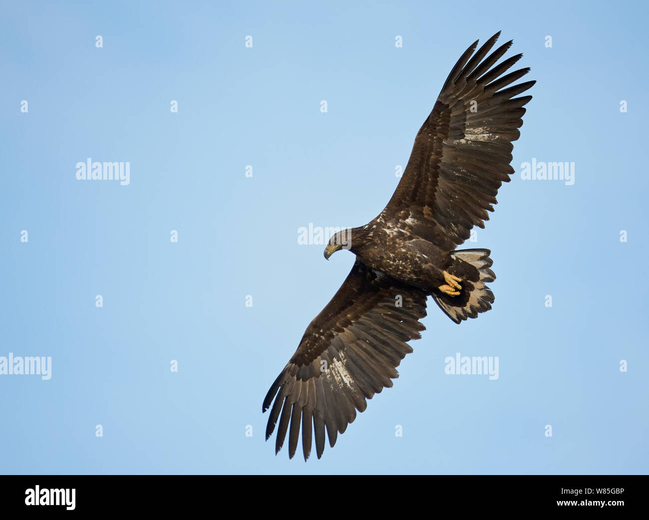 White-tailed Eagle (Haliaeetus albicilla) juvenile in flight, Norway ...