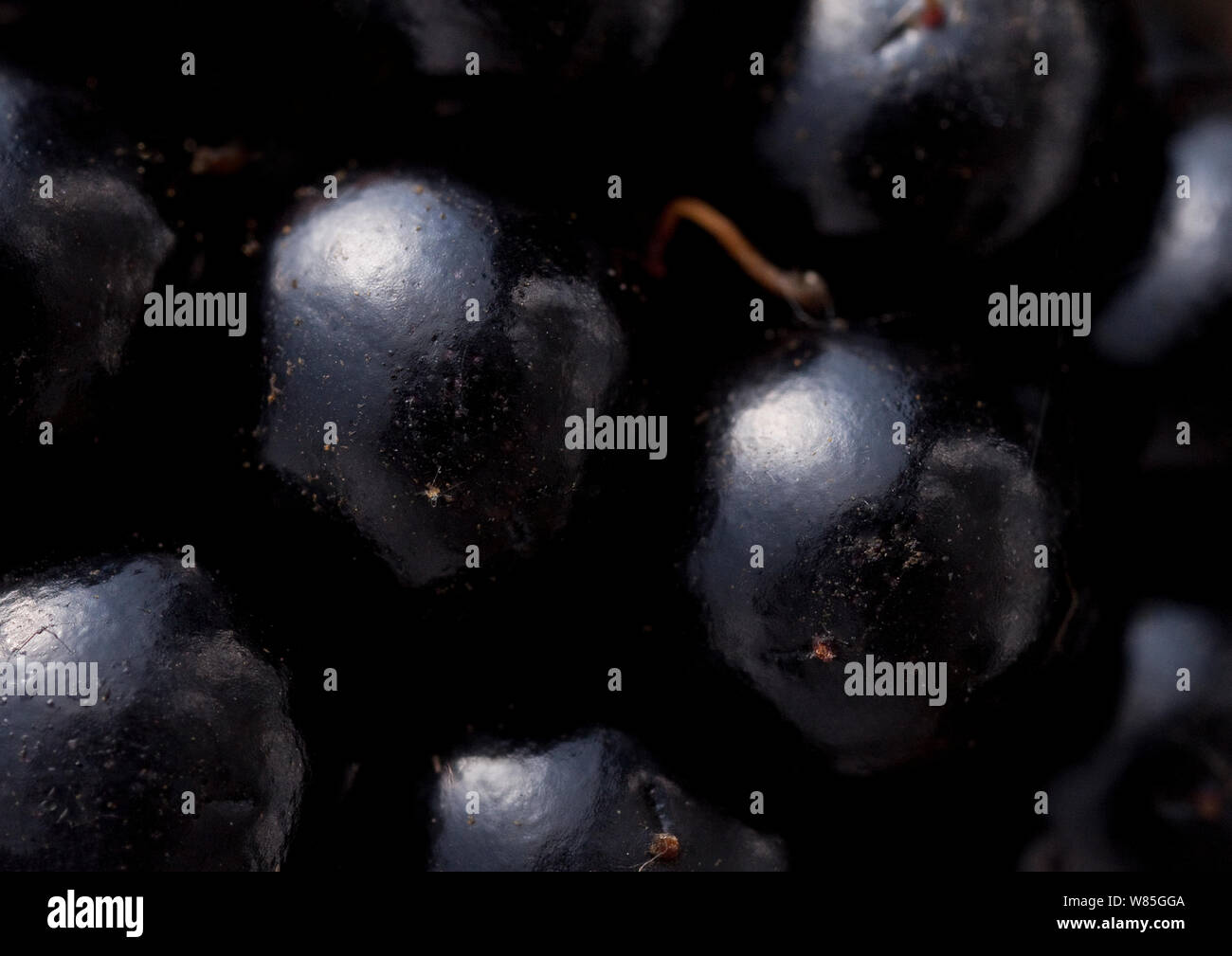 Close-up of a blackberry (Rubus plicatus), UK. Stock Photo