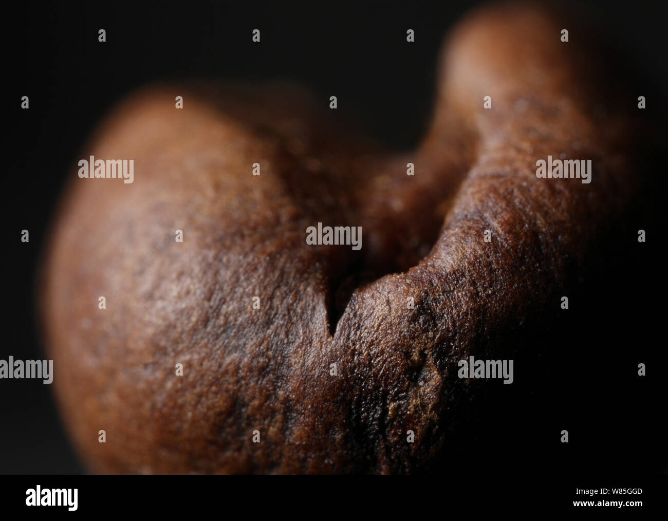 Close up of a roasted coffee bean (Coffea sp), UK. Stock Photo