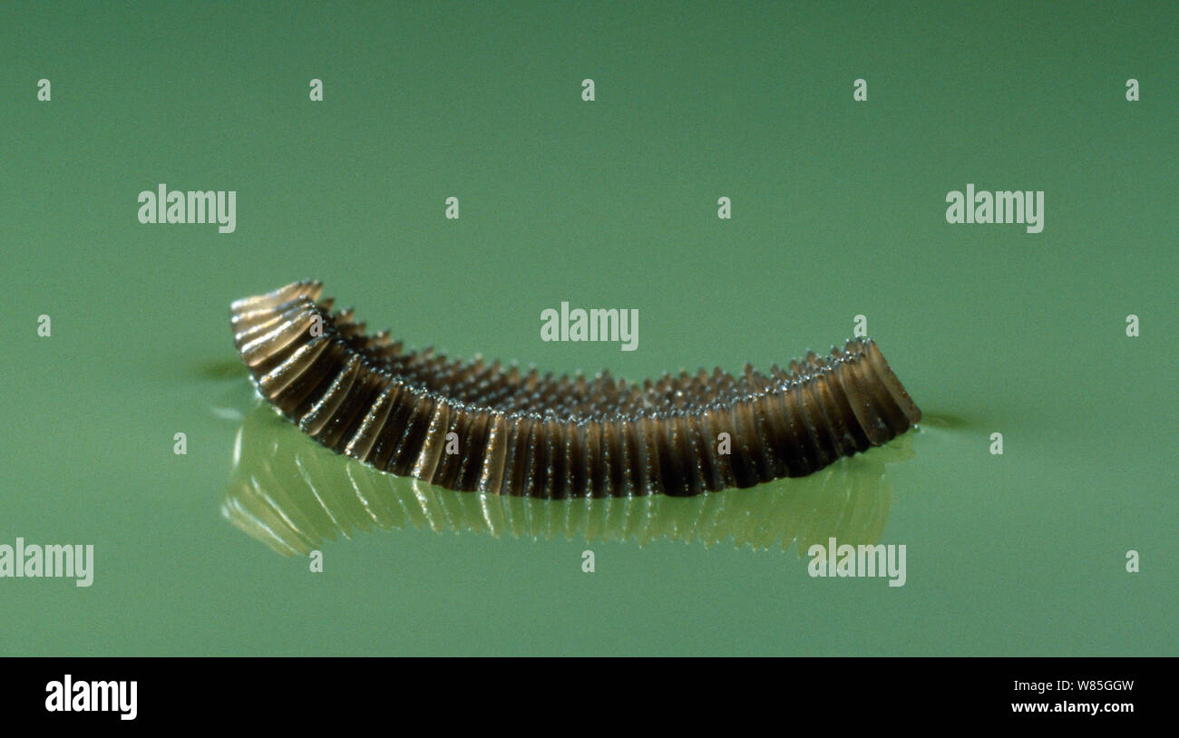 Mosquito (Culicidae) egg raft on water surface, UK Stock Photo Alamy