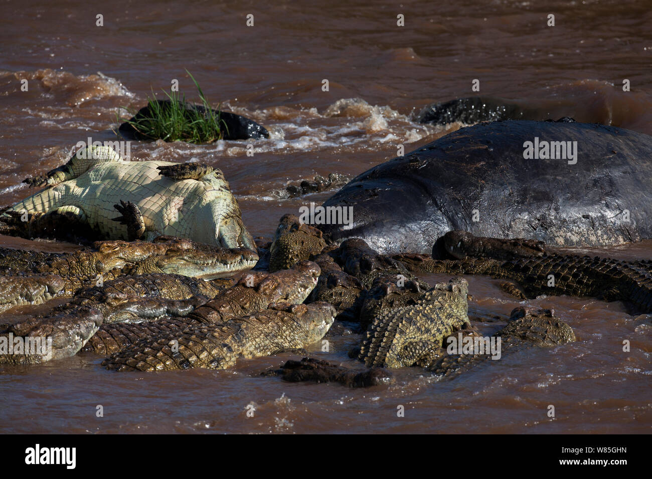 Nile crocodiles (Crocodylus niloticus) feeding on the carcass of a Hippopotamus . Maasai Mara National Reserve, Kenya. Stock Photo