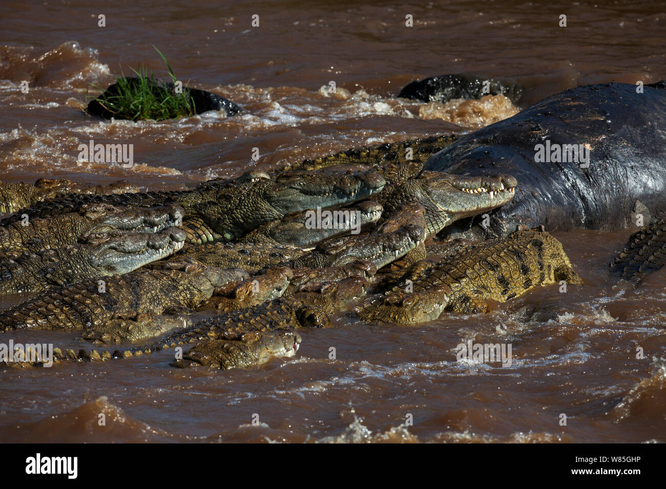 Nile crocodiles (Crocodylus niloticus) feeding on the carcass of a Hippopotamus . Maasai Mara National Reserve, Kenya. Stock Photo