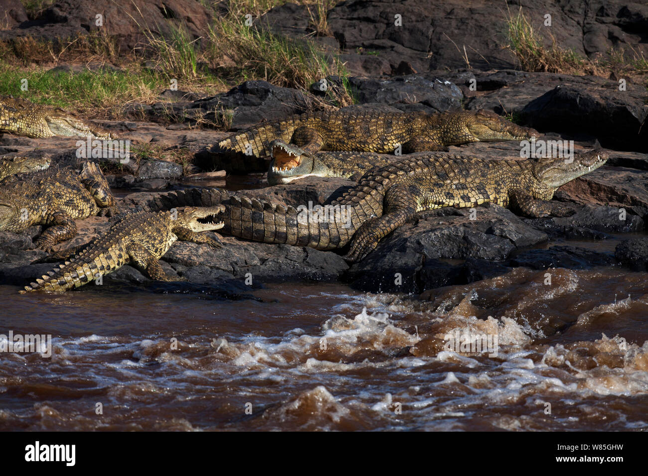 Nile crocodiles (Crocodylus niloticus) resting on rocks. Maasai Mara National Reserve, Kenya. Stock Photo