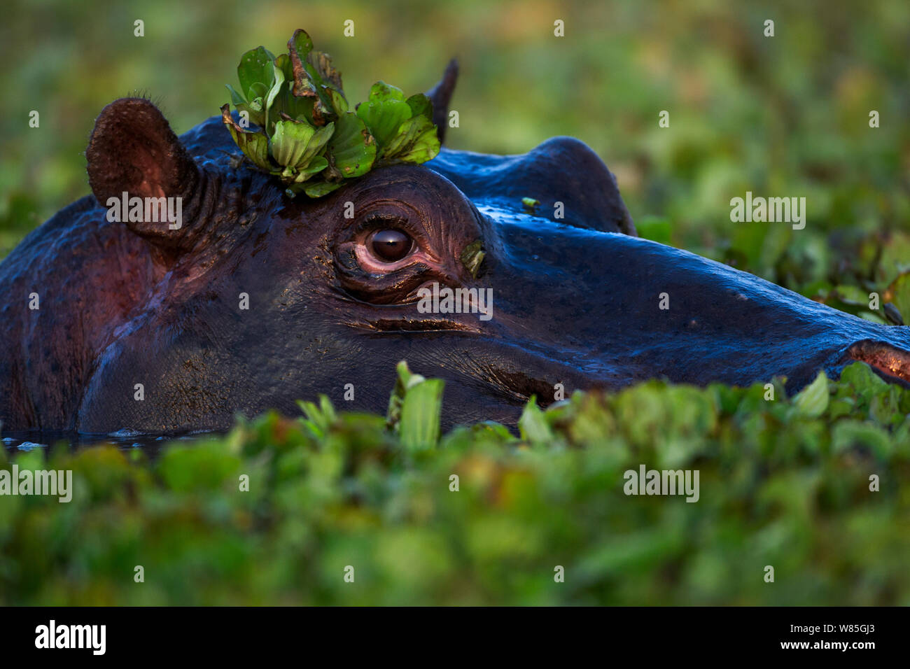 Hippopotamus group submerged in lily covered pool (Hippopotamus amphibius). Maasai Mara National Reserve, Kenya. Stock Photo
