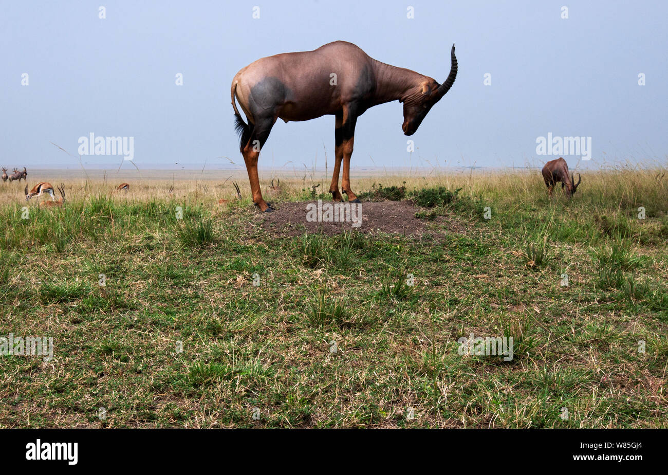 Topi (Damaliscus lunatus) standing on a termite mound (Damaliscus lunatus). Maasai Mara National Reserve, Kenya. Stock Photo