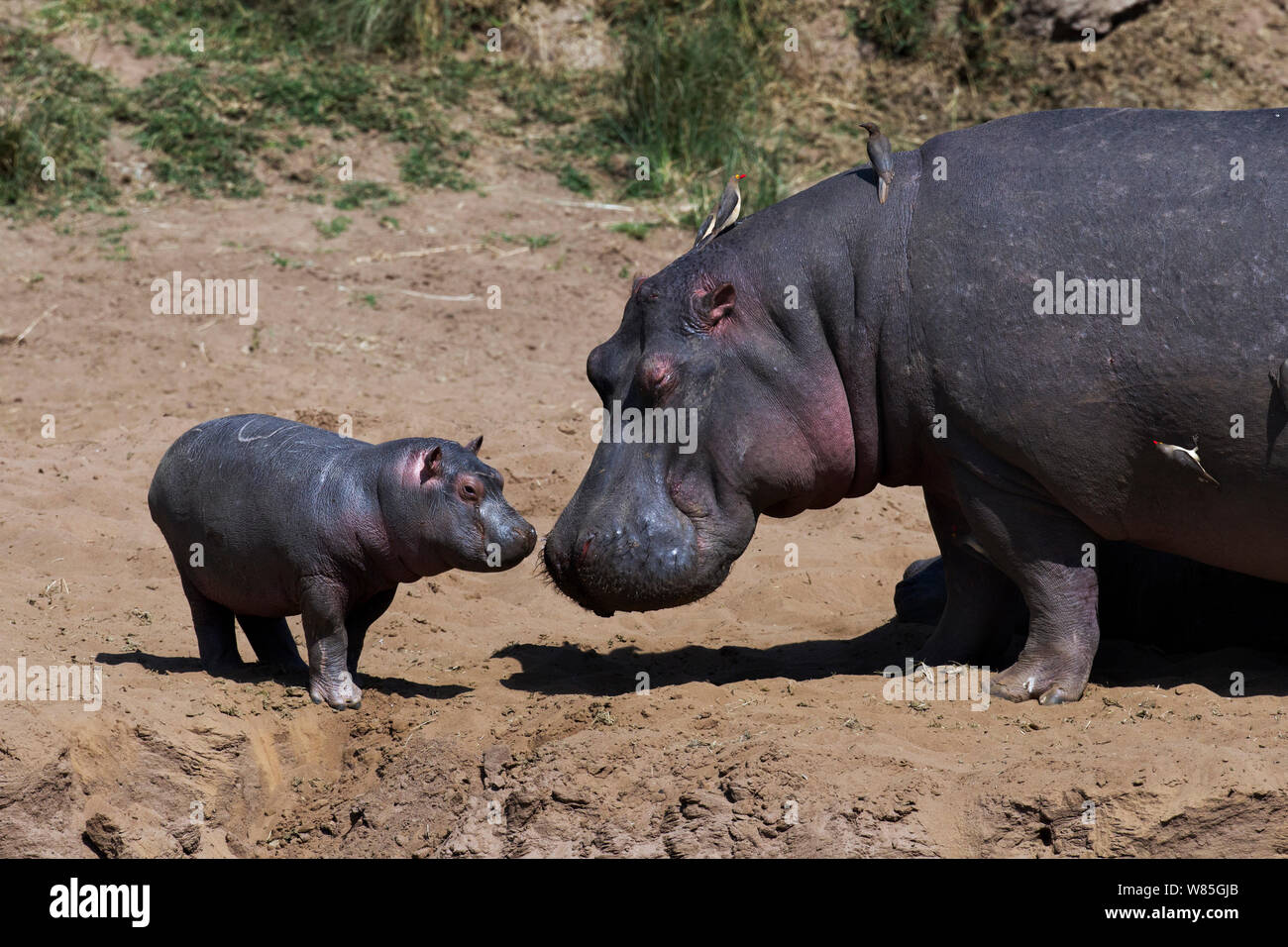 Hippopotamus (Hippopotamus amphibius) female and baby. Maasai Mara National Reserve, Kenya. Stock Photo