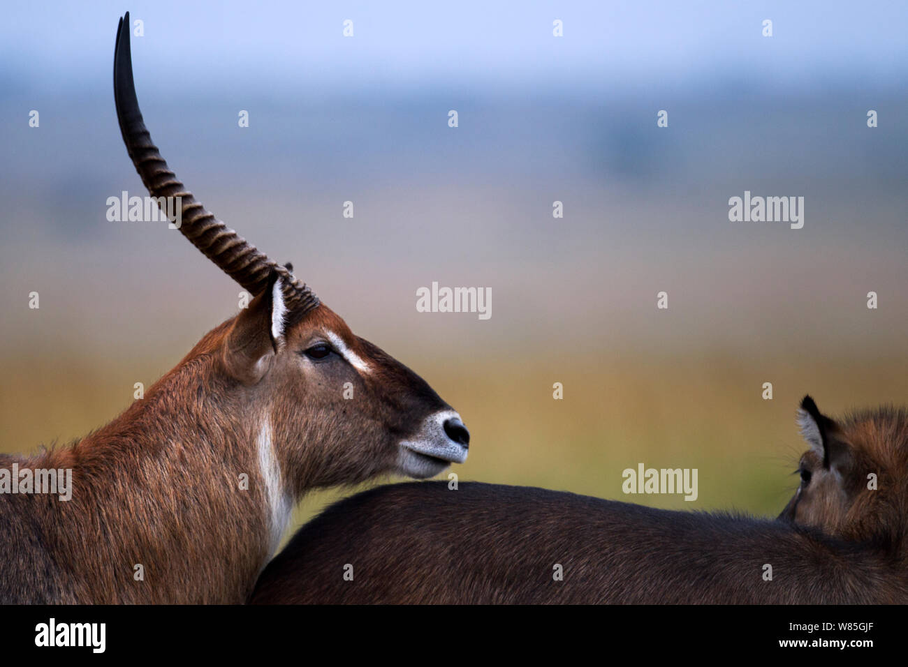 Defassa waterbuck (Kobus ellipsiprymnus defassa) male portrait. Maasai Mara National Reserve, Kenya. Stock Photo