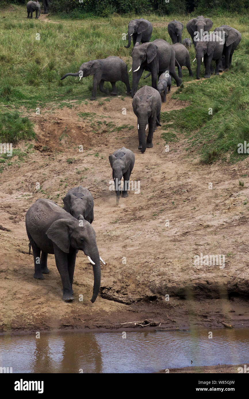 African elephant (Loxodonta africana) herd gathering at the Mara River. Maasai Mara National Reserve, Kenya. Stock Photo