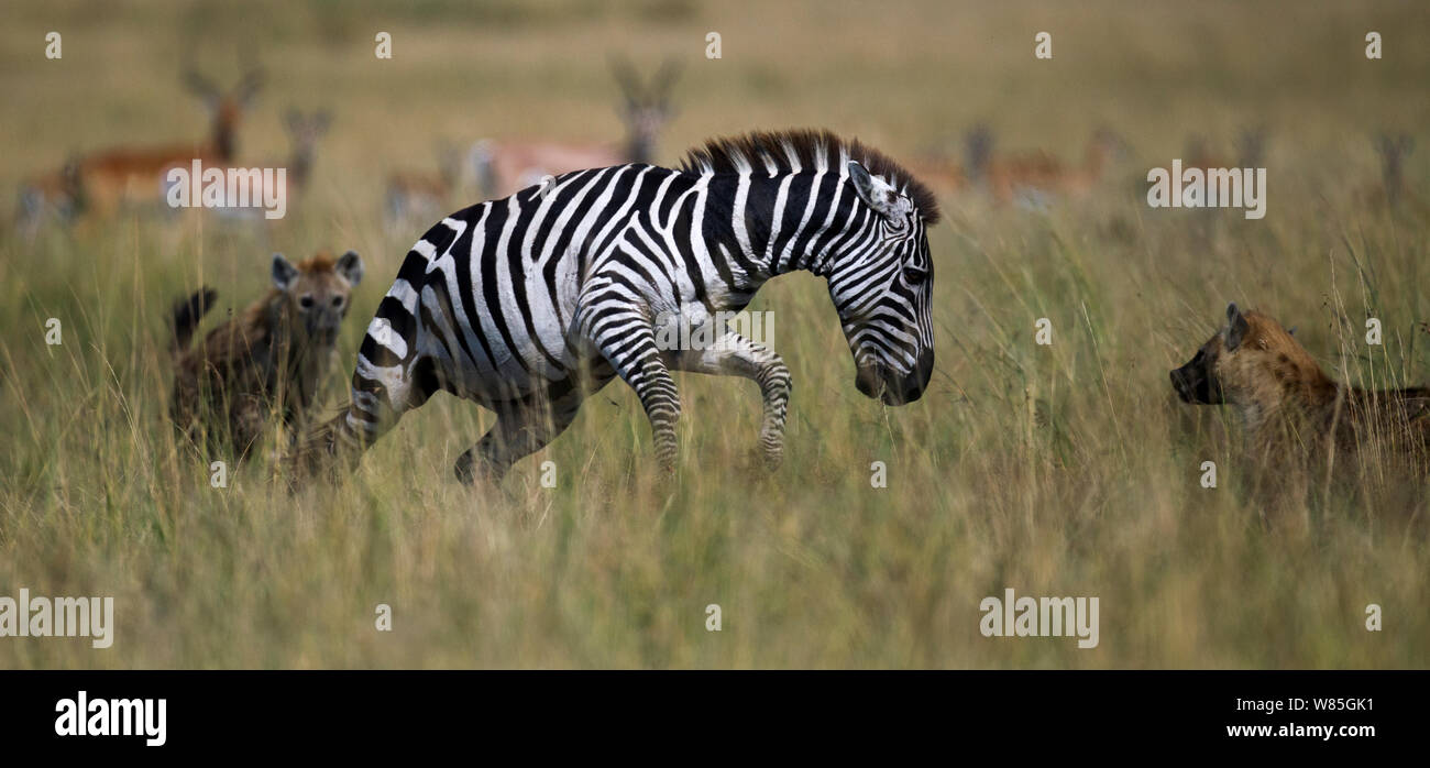 Common or Plains zebra (Equus quagga burchellii) male lame from an injury hunted by Spotted Hyena (Crocuta crocuta). Maasai Mara National Reserve, Kenya. Stock Photo