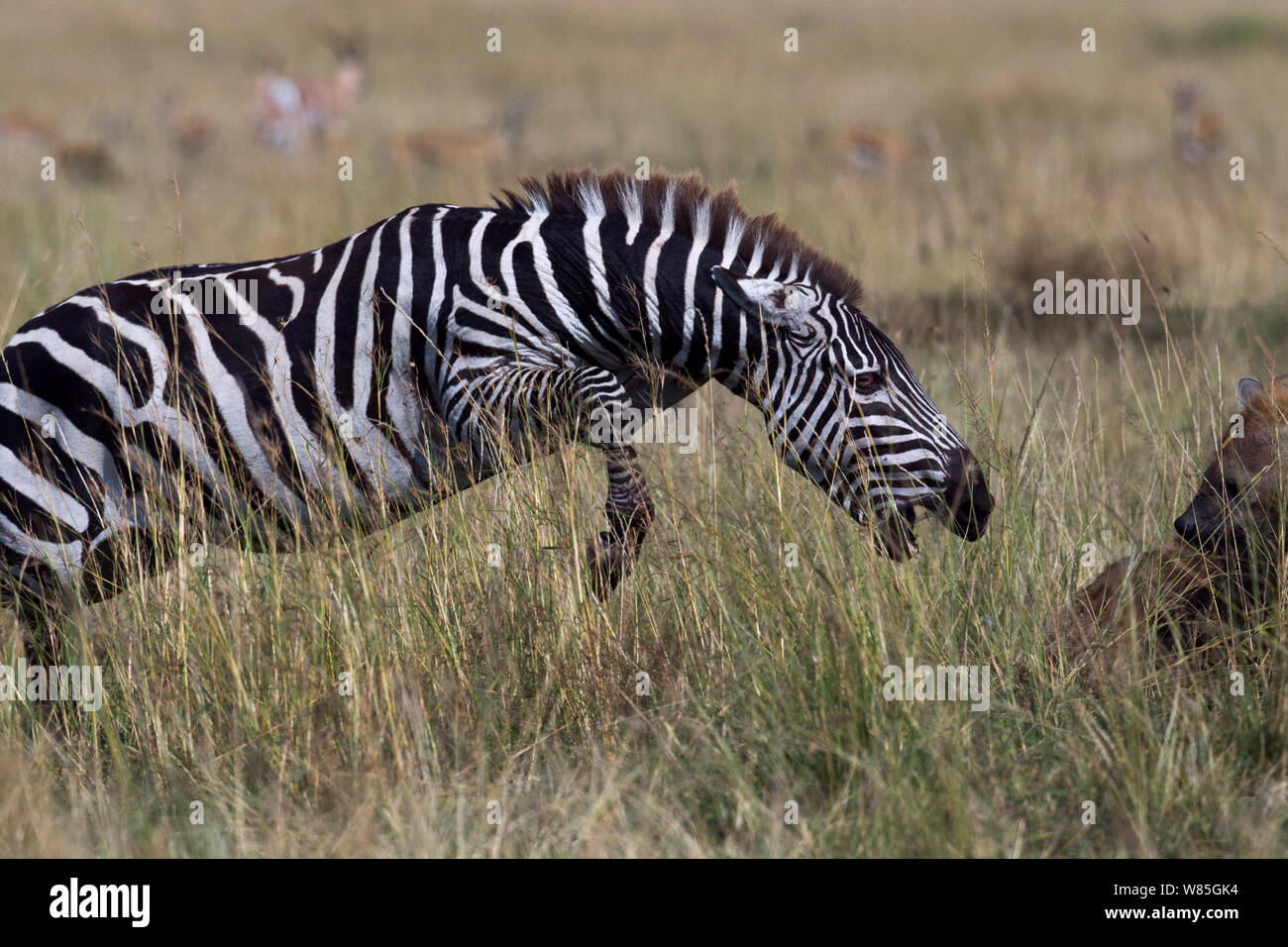 Lame animal hi-res stock photography and images - Alamy