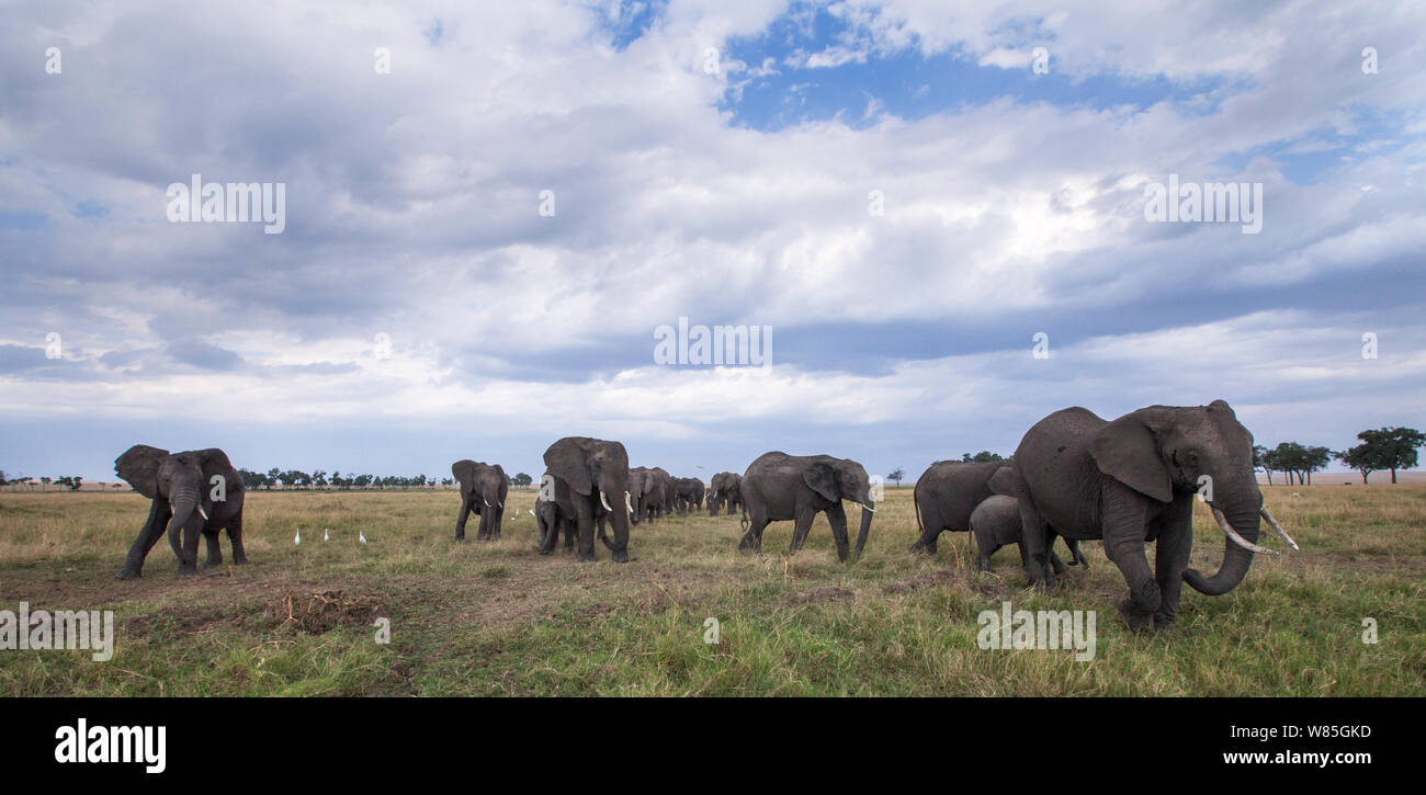 African elephant (Loxodonta africana) herd crossing the savanna. Maasai Mara National Reserve, Kenya. Stock Photo