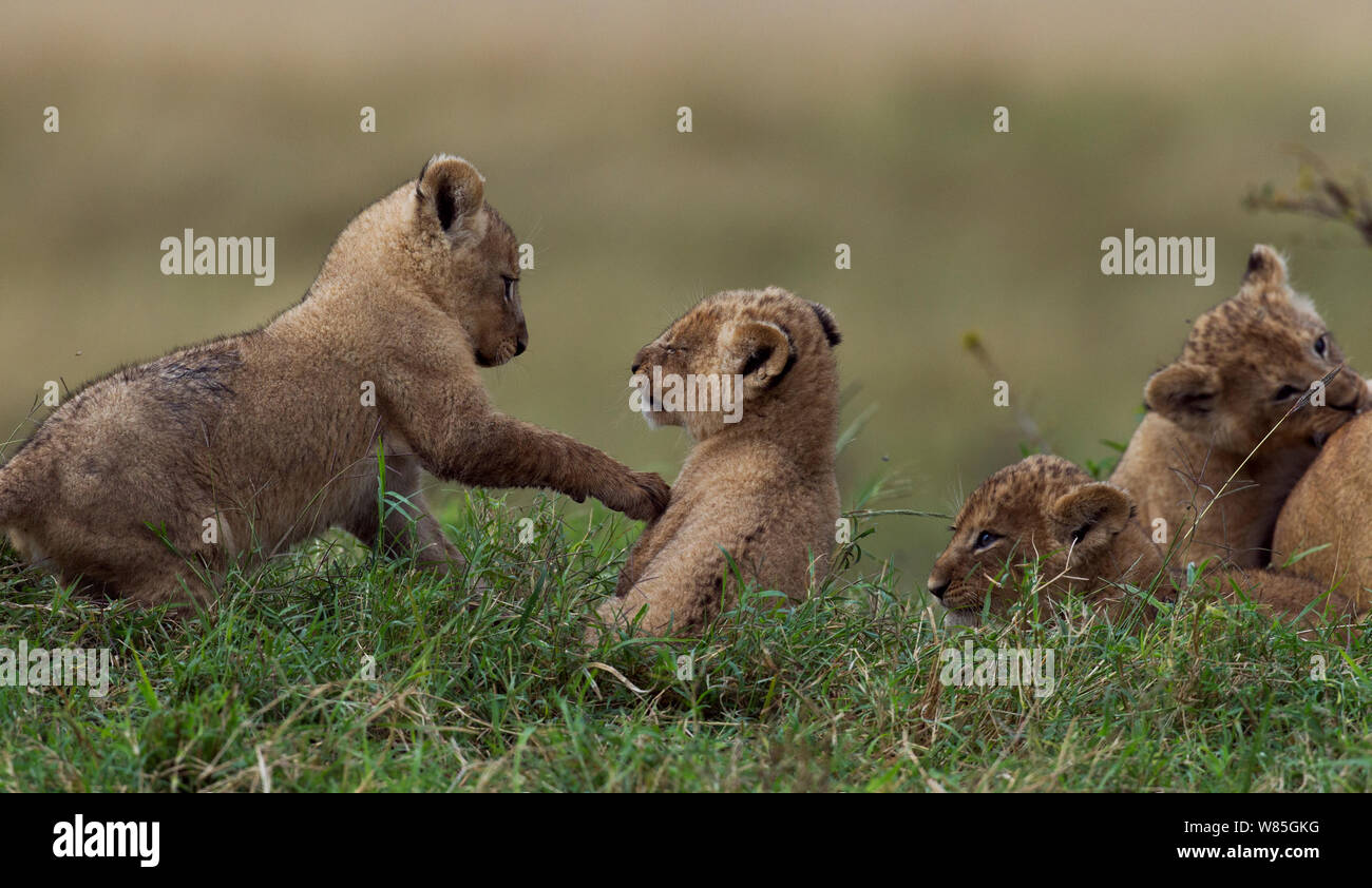 Lionesses (Panthera leo) with playful cubs aged -months Maasai Mara ...