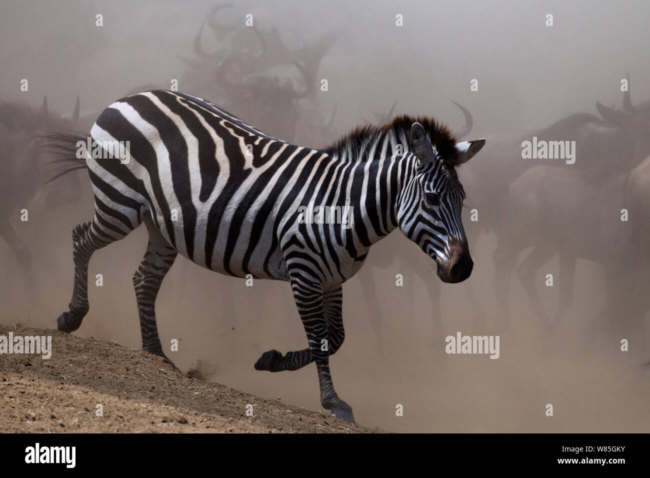 Common or Plains zebra (Equus quagga burchellii) moving through a dust cloud. Maasai Mara National Reserve, Kenya. Stock Photo