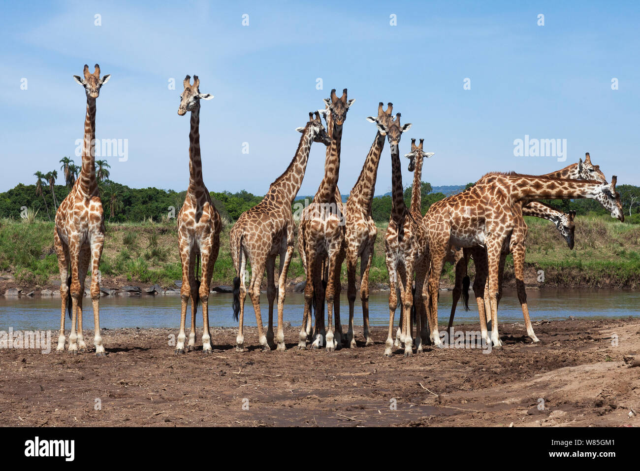 Maasai giraffe (Giraffa camelopardalis tippelskirchi) herd gathered at the edge of the Mara River. Maasai Mara National Reserve, Kenya. Stock Photo