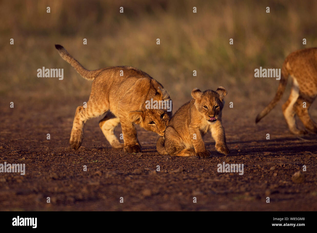 Lion (Panthera leo) cubs of various ages on the move. Maasai Mara National Reserve, Kenya. Stock Photo