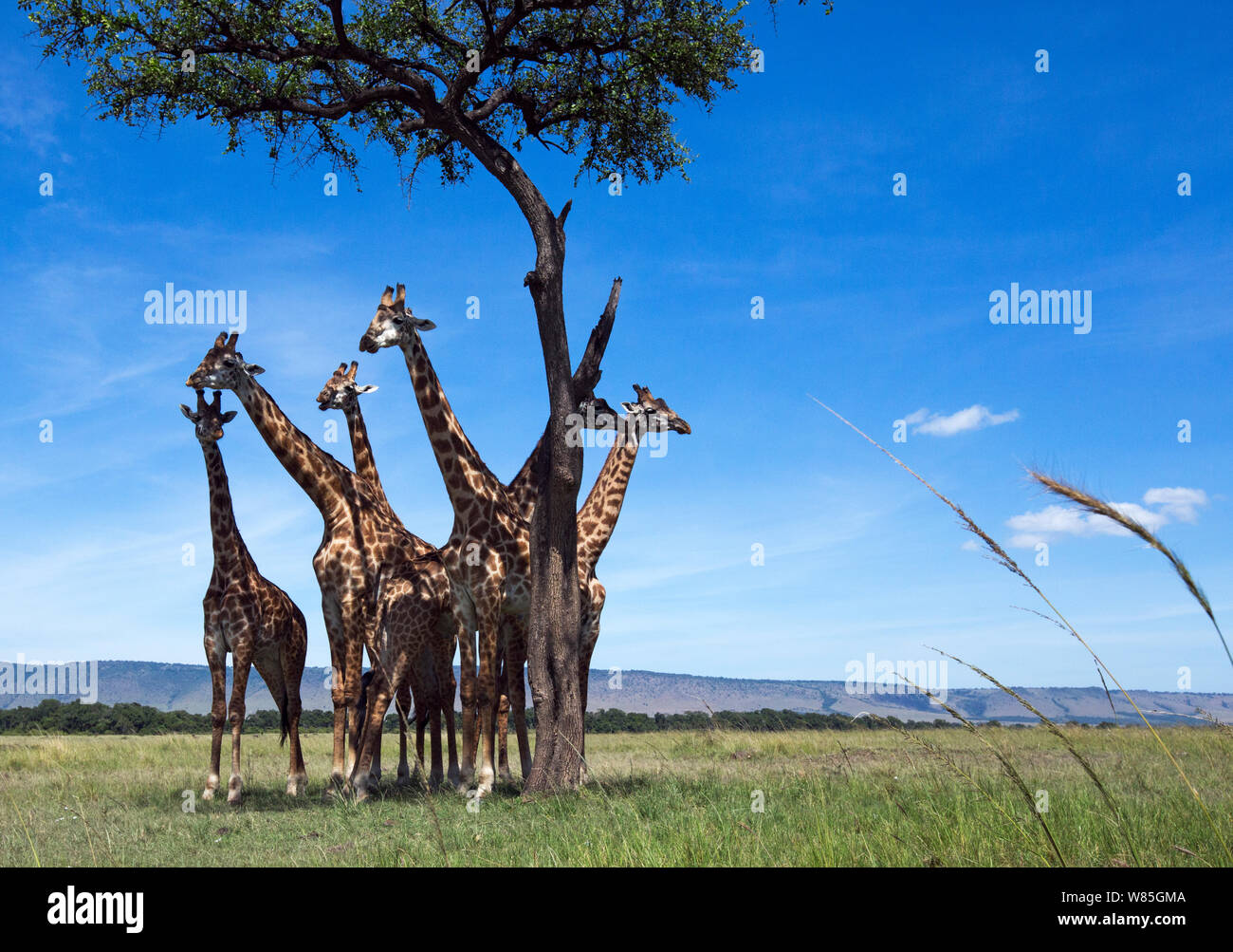Maasai giraffe (Giraffa camelopardalis tippelskirchi) herd gathered in shade of tree. Maasai Mara National Reserve, Kenya. Stock Photo