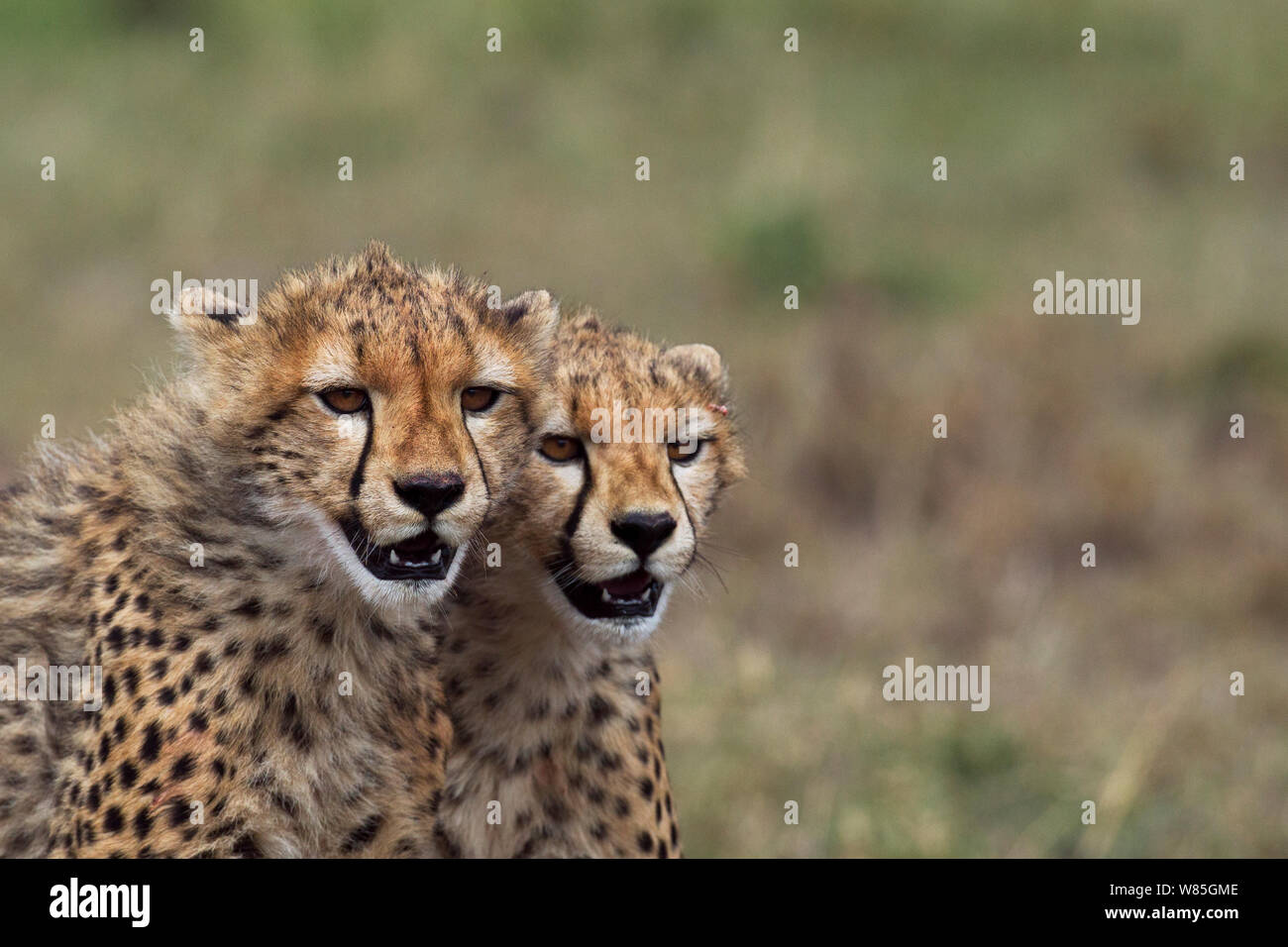 Cheetah (Acinonyx jubatus) cubs aged about year. Maasai Mara National Reserve, Kenya. Stock Photo