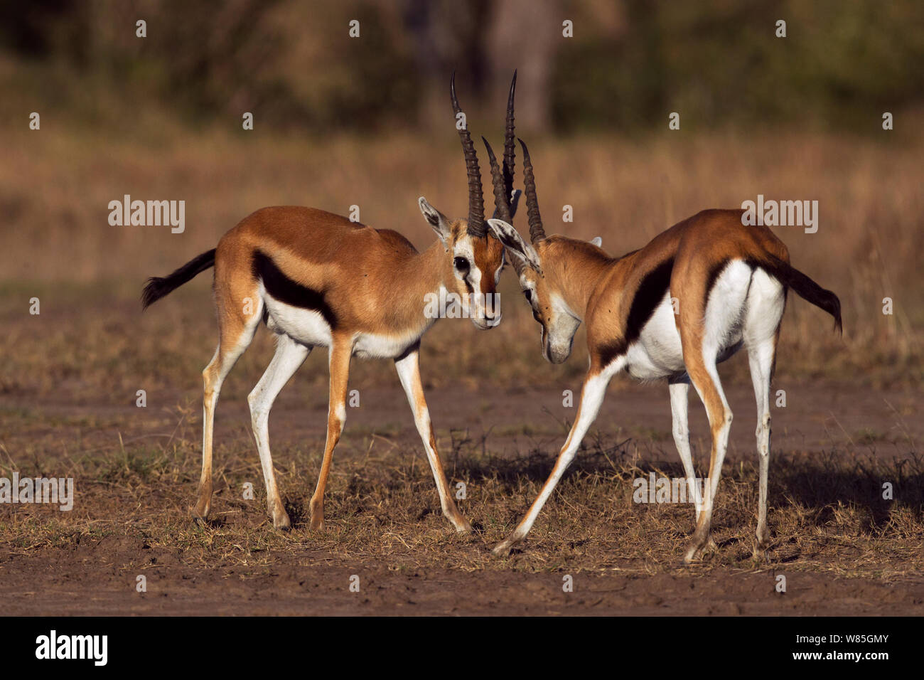 Thomson&#39;s Gazelle (Eudorcas thomsonii /Gazella thomsonii) males sparring. Maasai Mara National Reserve, Kenya. Stock Photo