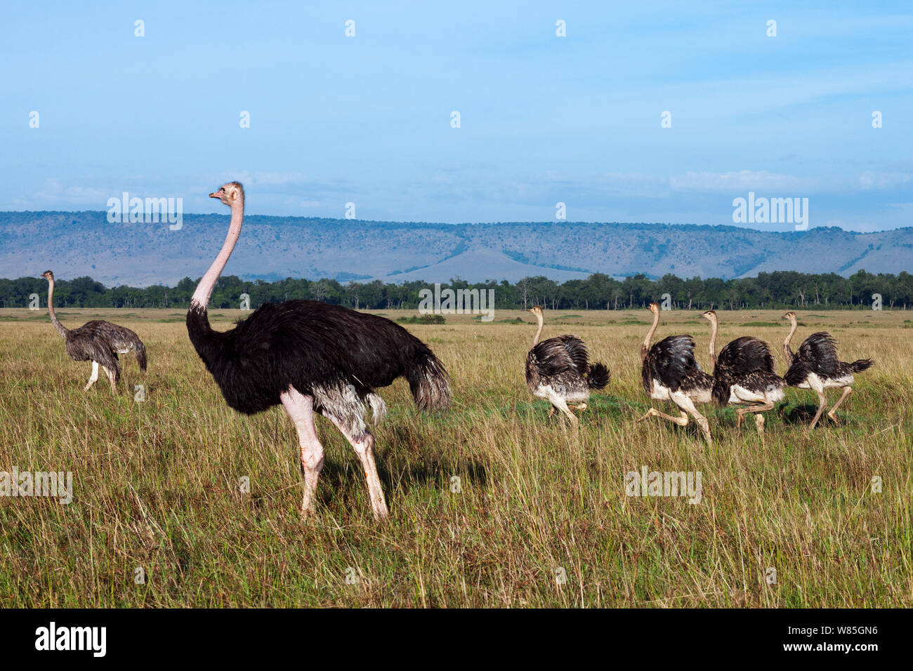 Ostrich (Struthio camelus) male, female and young. Maasai Mara National Reserve, Kenya. Stock Photo
