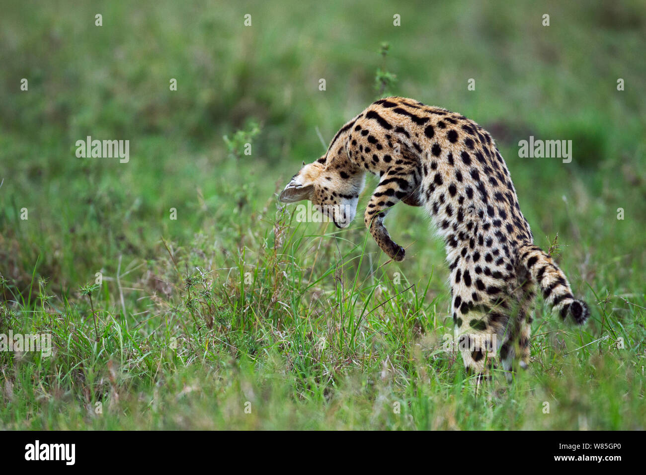 Serval (Leptailurus serval) male discovering prey. Maasai Mara National Reserve, Kenya. Stock Photo