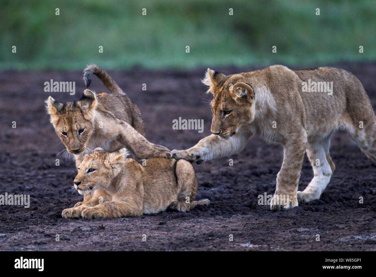 Lion (Panthera leo) cubs aged about 3 months playing. Maasai Mara National Reserve, Kenya. Stock Photo
