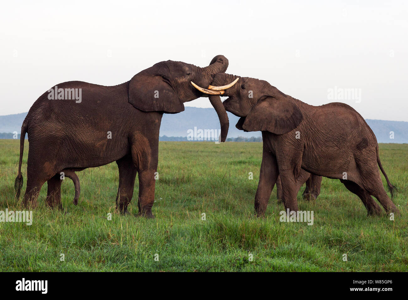 African elephant (Loxodonta africana) adolescents play fighting. Maasai Mara National Reserve, Kenya. Stock Photo