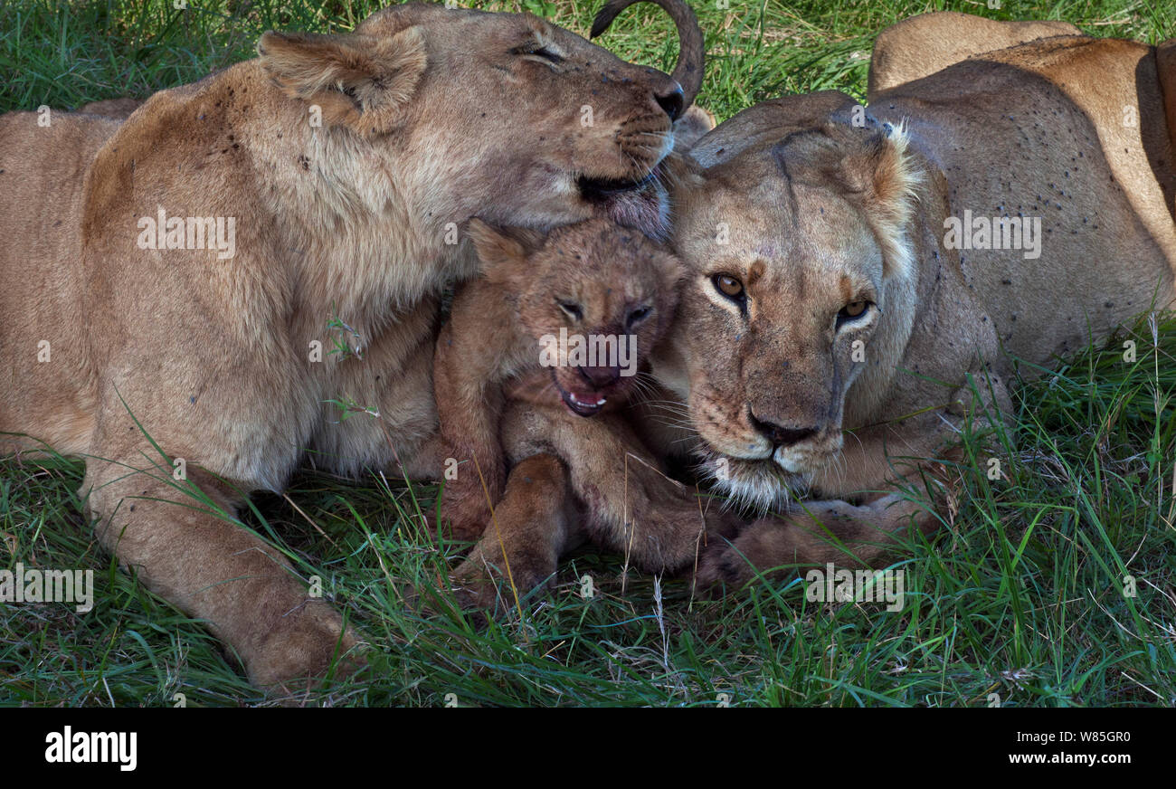 Lioness (Panthera leo) grooming and playing with cubs aged about 3 months Maasai Mara National Reserve, Kenya. Stock Photo