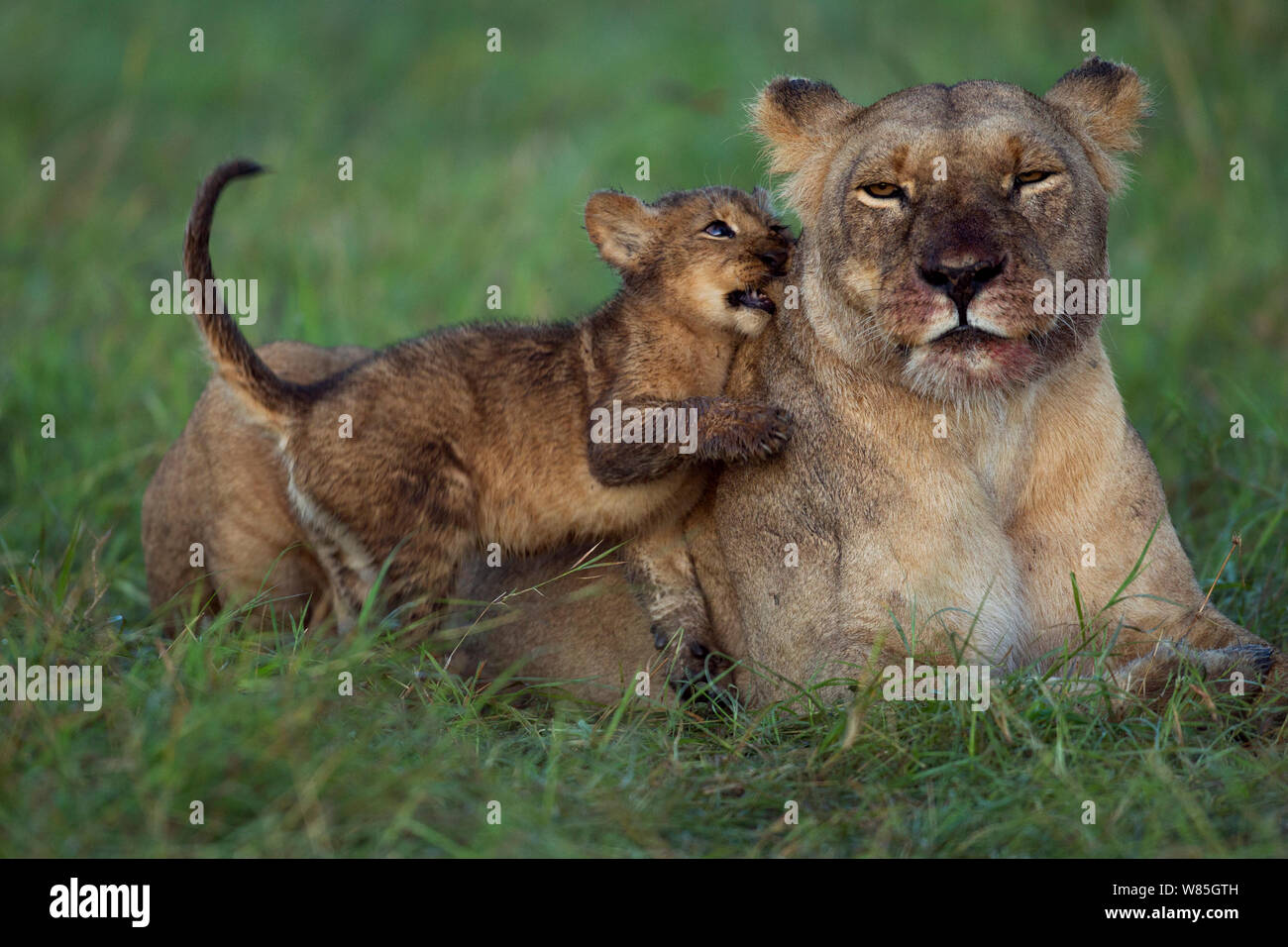 Lioness (Panthera leo) with playful cub aged about months Maasai Mara ...