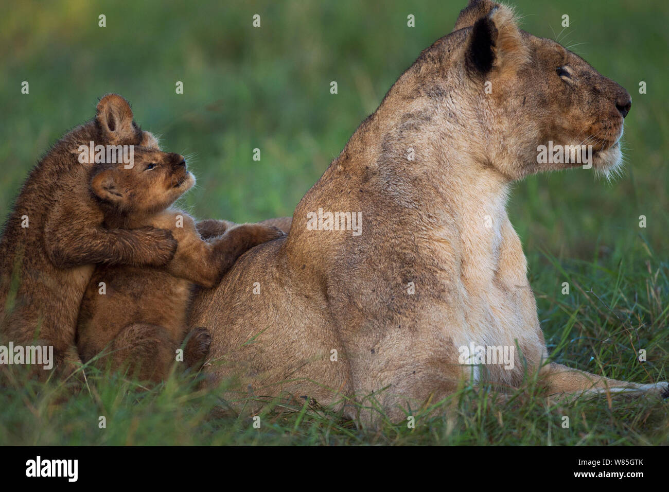 Lioness (Panthera leo) with playful cubs aged about months Maasai Mara ...