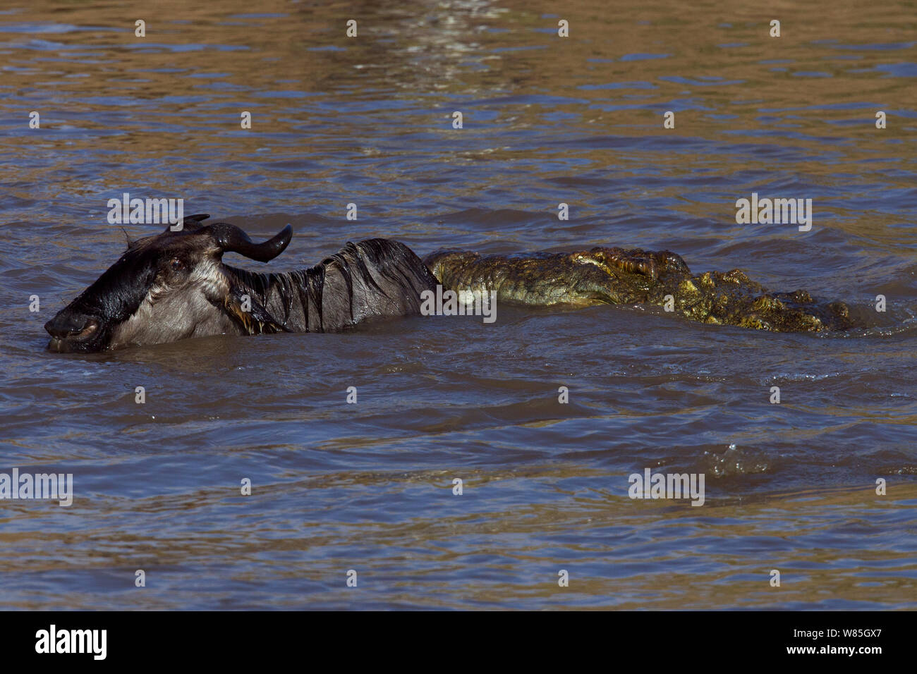 Nile crocodile (Crocodylus niloticus) attacking an Eastern White-bearded Wildebeest (Connochaetes taurinus) as it crosses the Mara River. Maasai Mara National Reserve, Kenya. Stock Photo