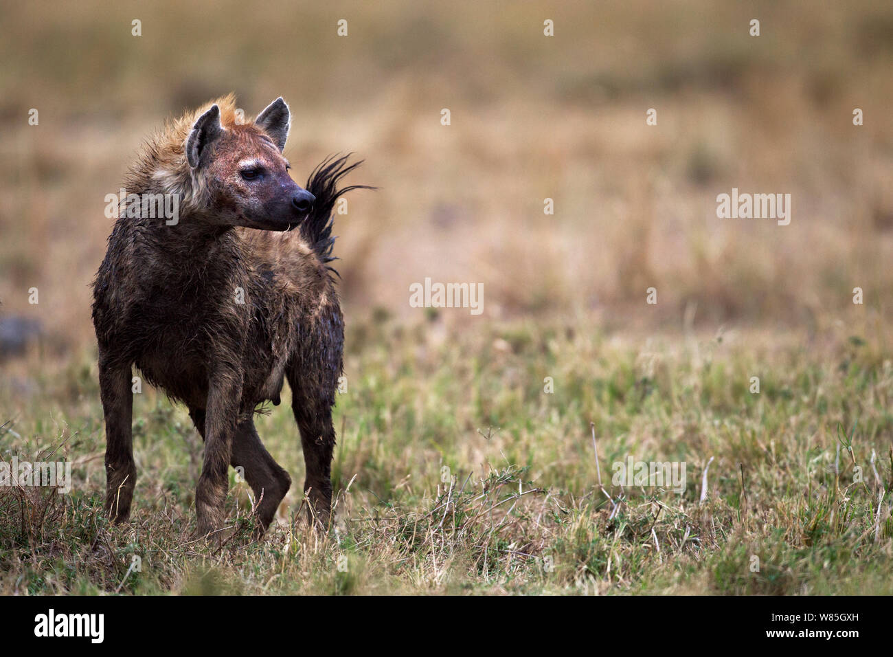 Spotted hyenas (Crocuta crocuta) alert and watching. Maasai Mara National Reserve, Kenya. Stock Photo