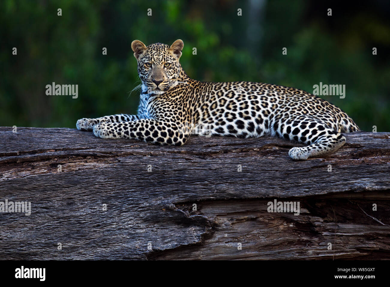 Leopard (Panthera pardus) young female resting on a fallen tree. Maasai Mara National Reserve, Kenya. Stock Photo