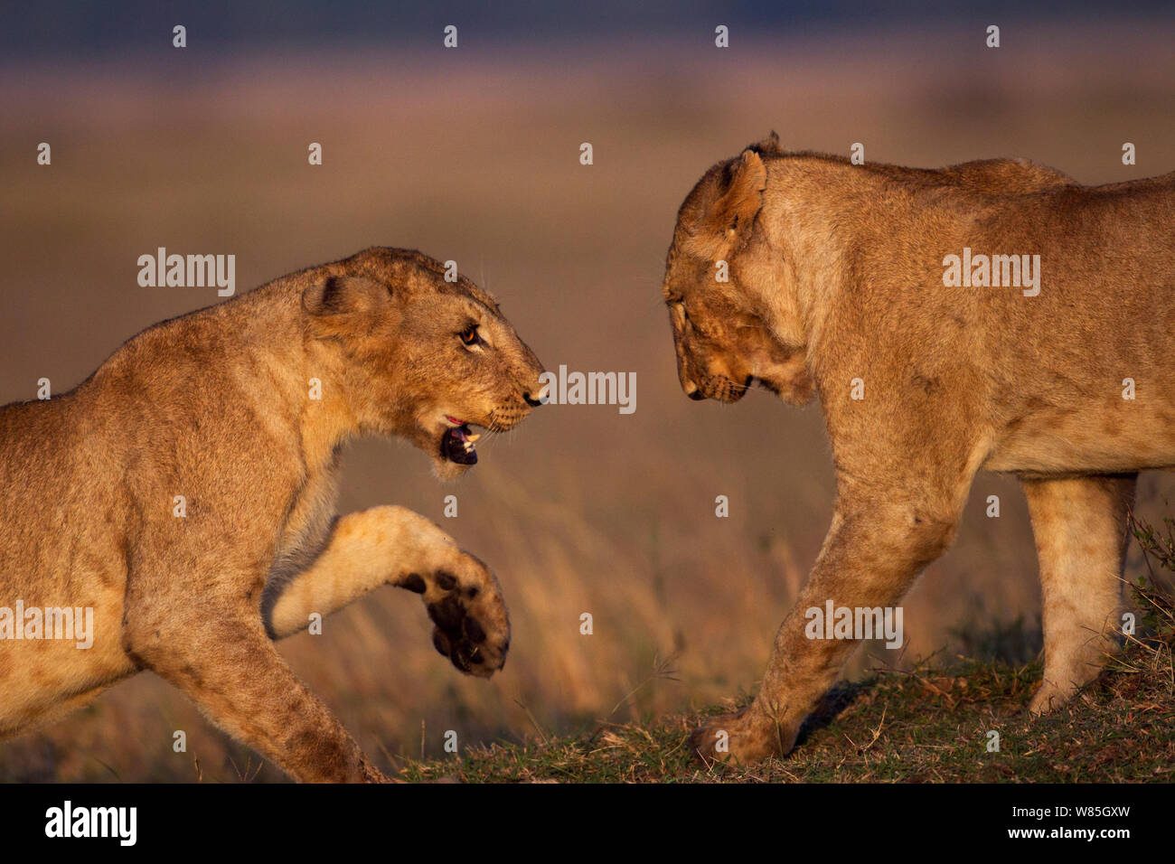 Lion (Panthera leo) juveniles playing. Maasai Mara National Reserve ...