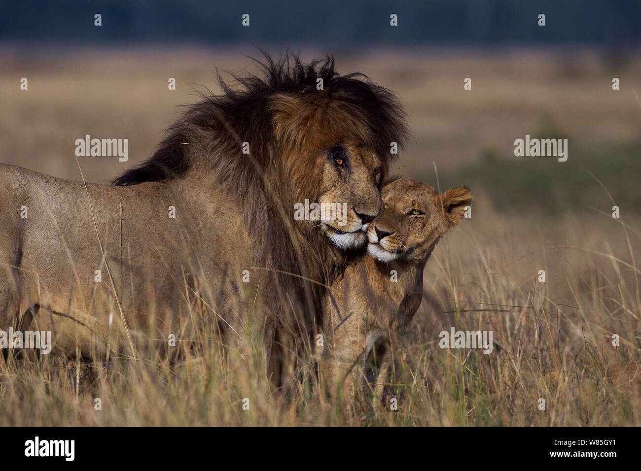 Lion (Panthera leo) male and Lioness (Panthera leo) nuzzling as part of courtship. Maasai Mara National Reserve, Kenya. Stock Photo