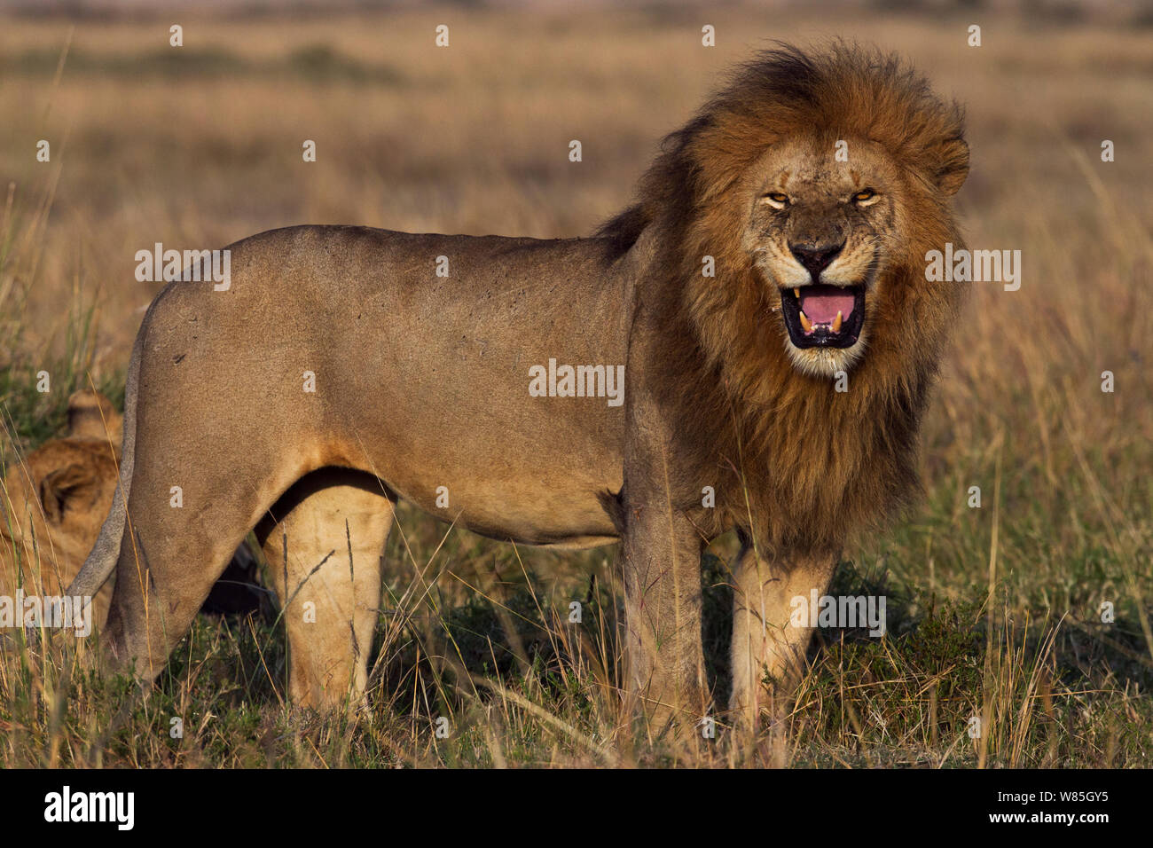 Lion (Panthera leo) male using &#39;Flemen&#39; response to establish by smell if a Lioness (Panthera leo) is ready to mate. Maasai Mara National Reserve, Kenya. Stock Photo