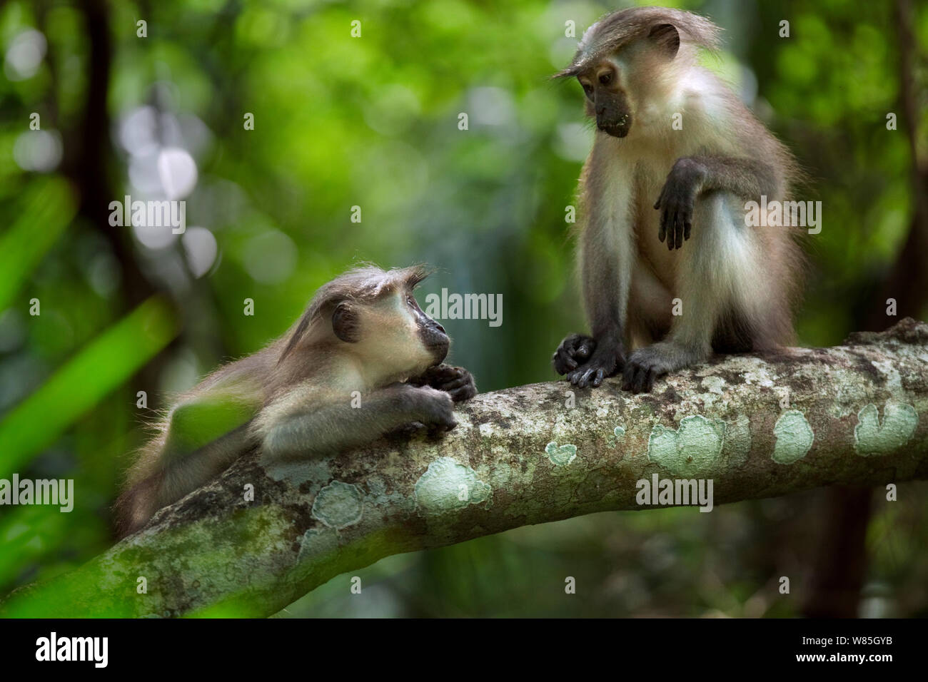 Tana mangabey (Cercocebus galeritus) juveniles resting on a branch. Tana River Forest, South eastern Kenya. Stock Photo